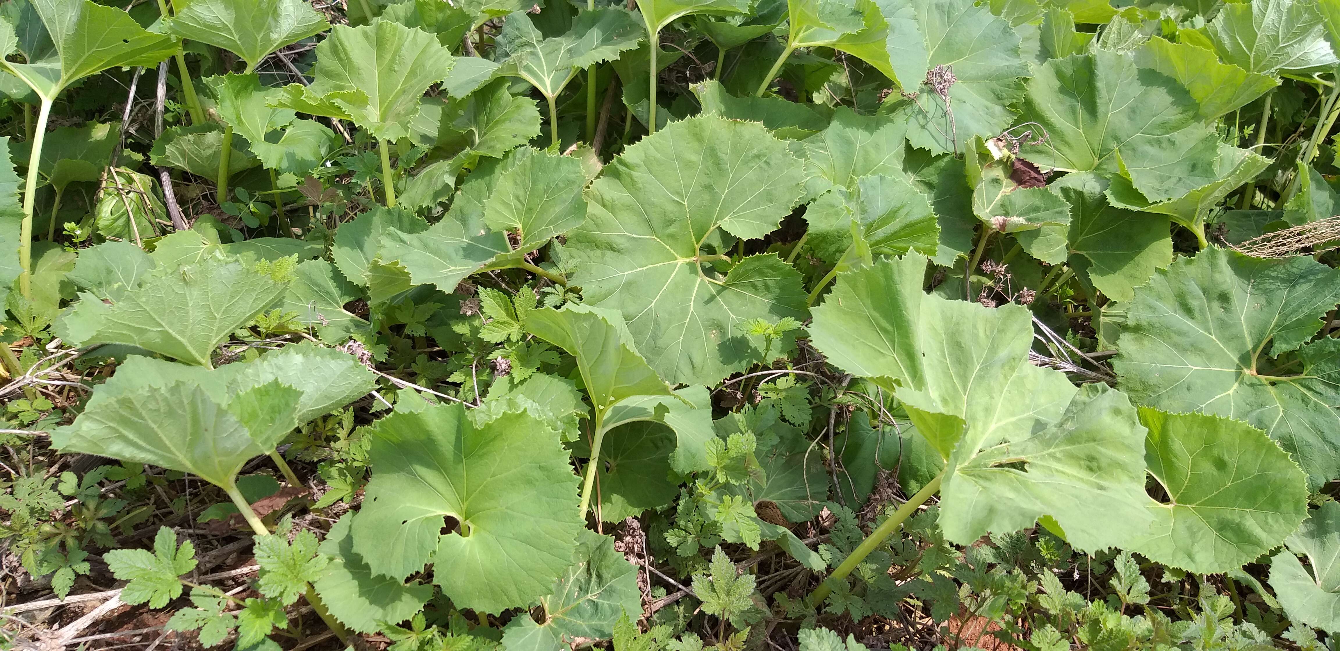 Image of Bog rhubarb