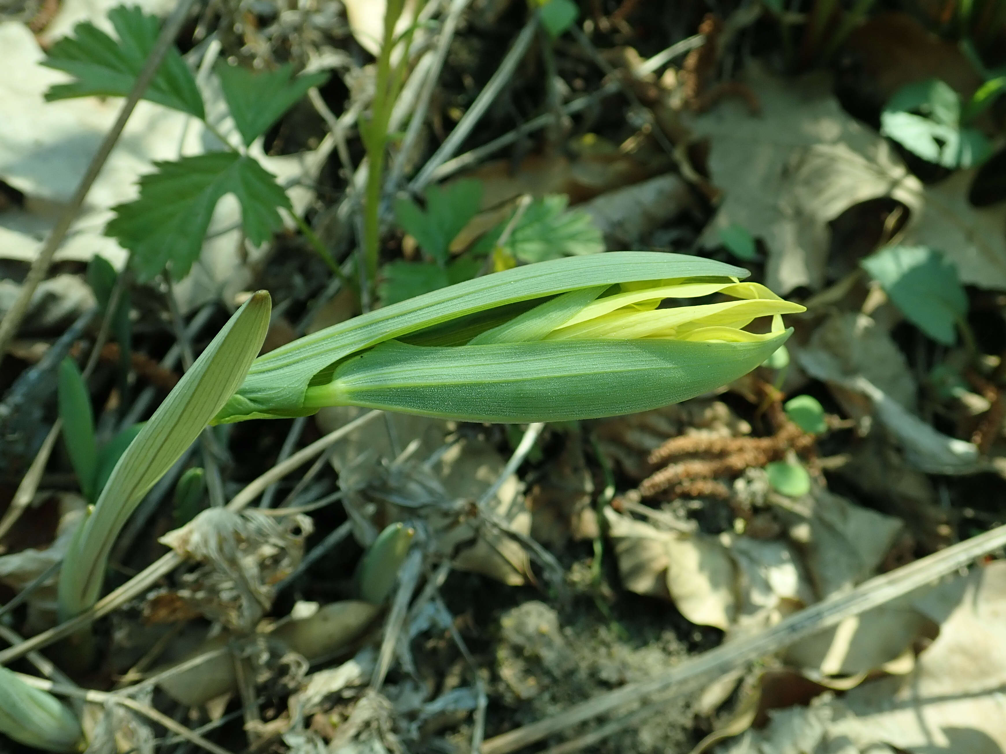 Image of largeflower bellwort