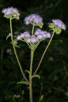 Imagem de Ageratum houstonianum Mill.