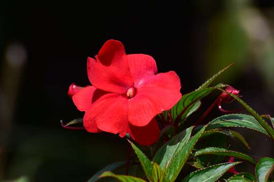 Image of Impatiens hawkeri W. Bull