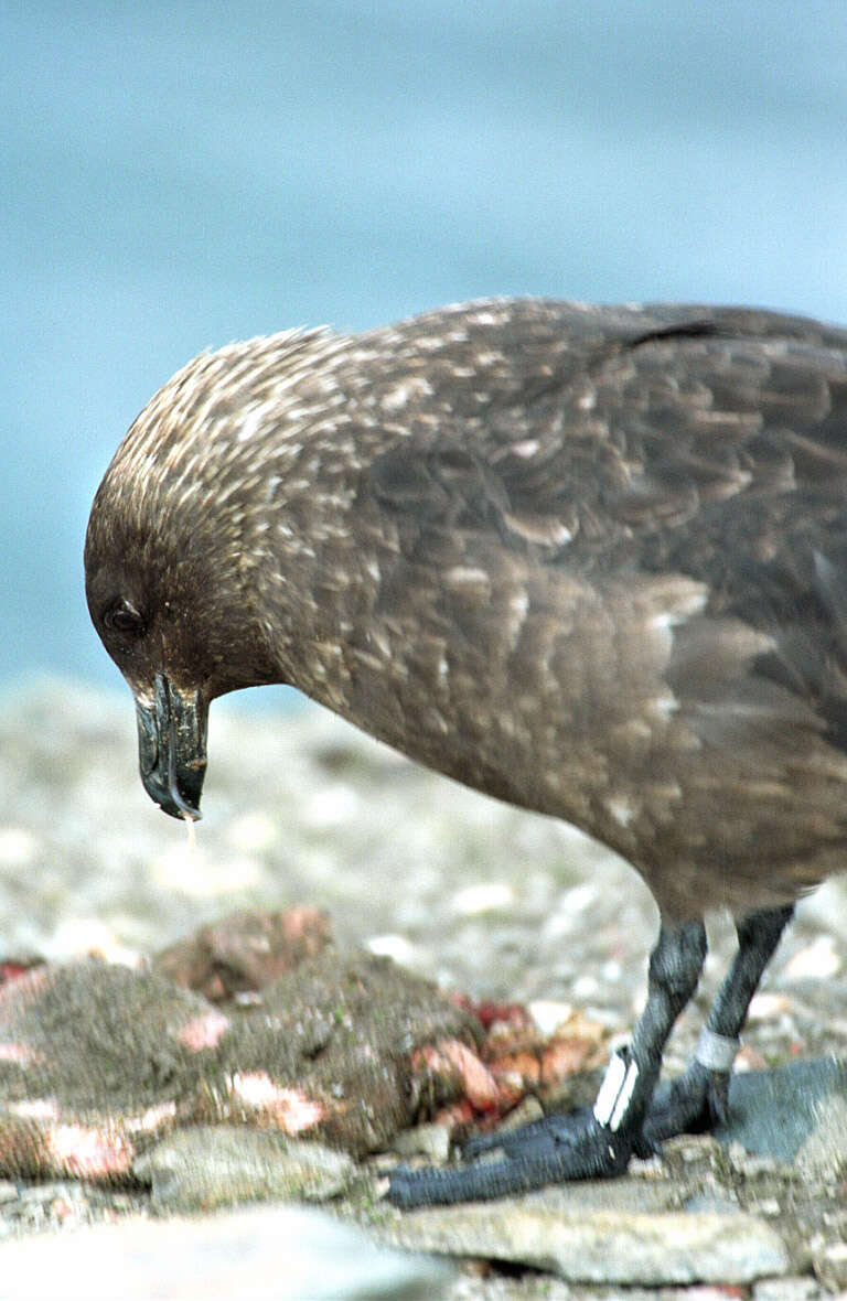 Image of South Polar Skua