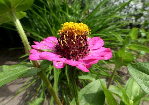 Image of ELEGANT ZINNIA