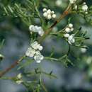 Image of Boronia bipinnata Lindley