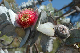 Image of Eucalyptus rhodantha Blakely & Steedm.