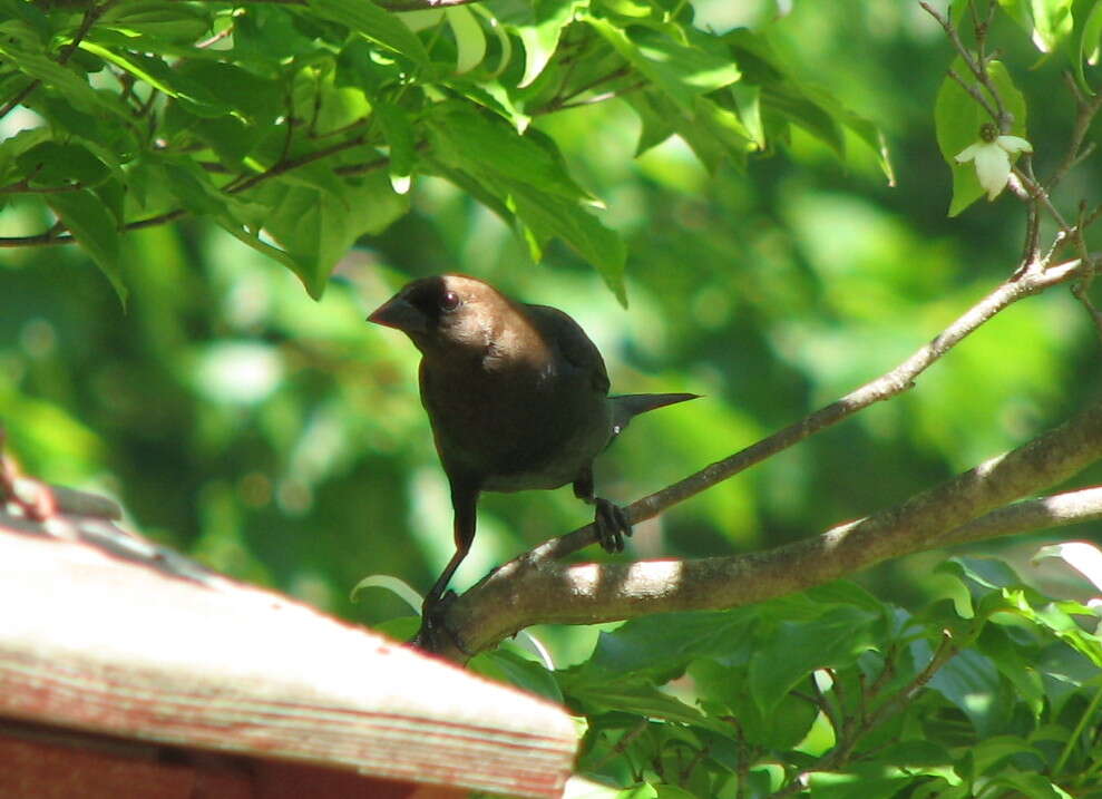 Image of Brown-headed Cowbird