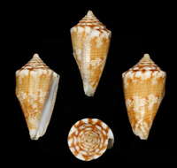 Image of Conus brunneofilaris Petuch 1990