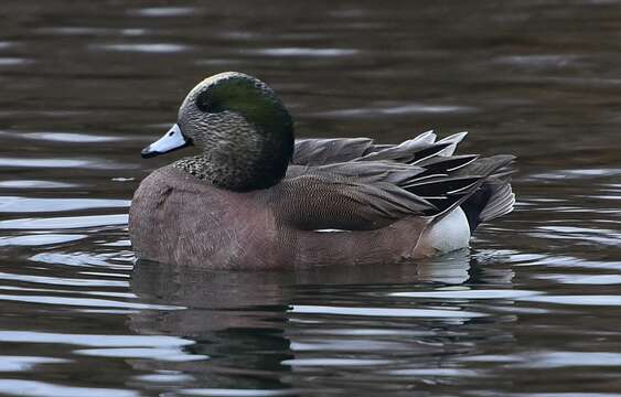 Image of American Wigeon