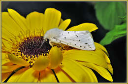 Image of Spilosoma Curtis 1825