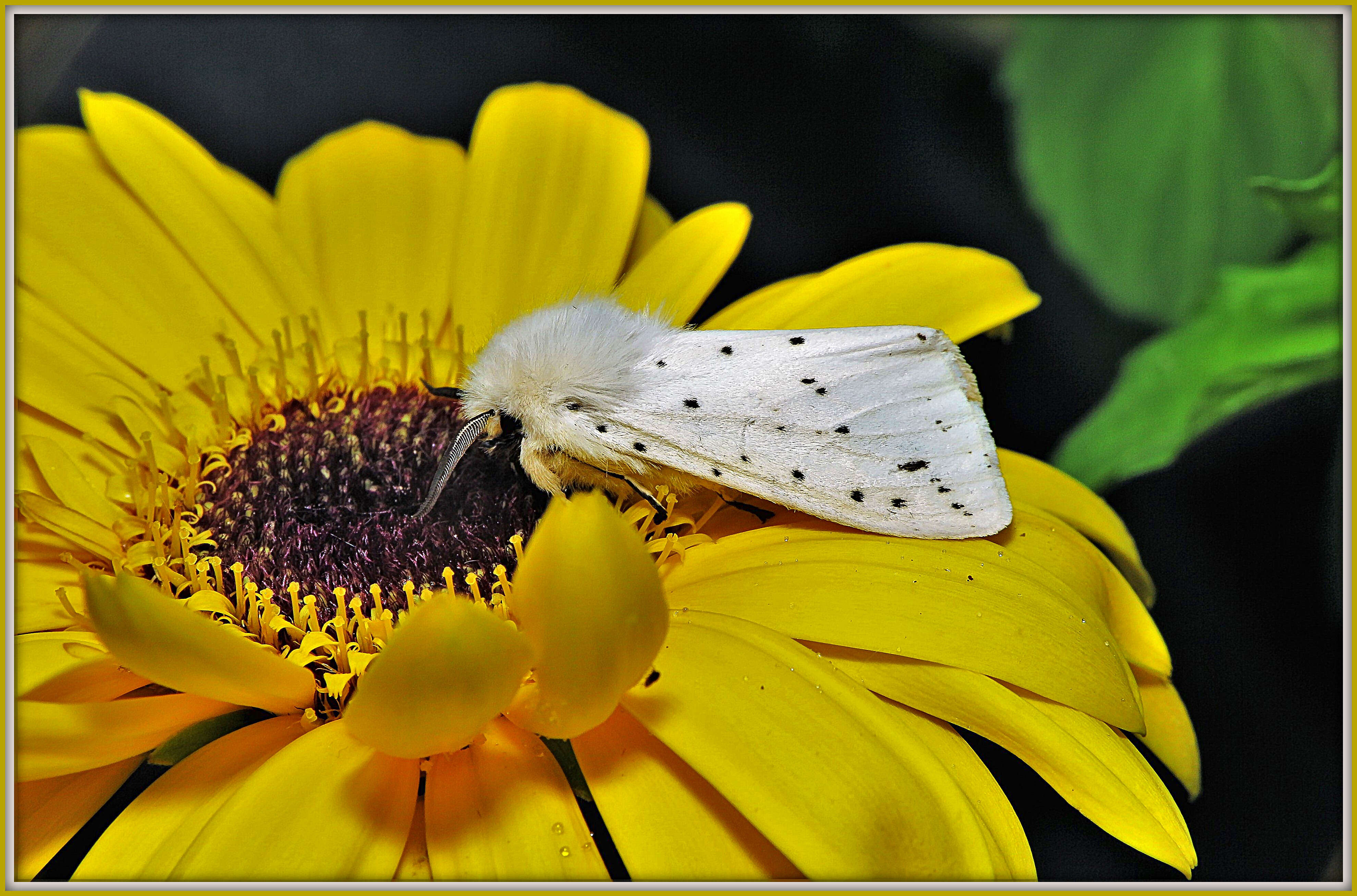 صورة Spilosoma Curtis 1825