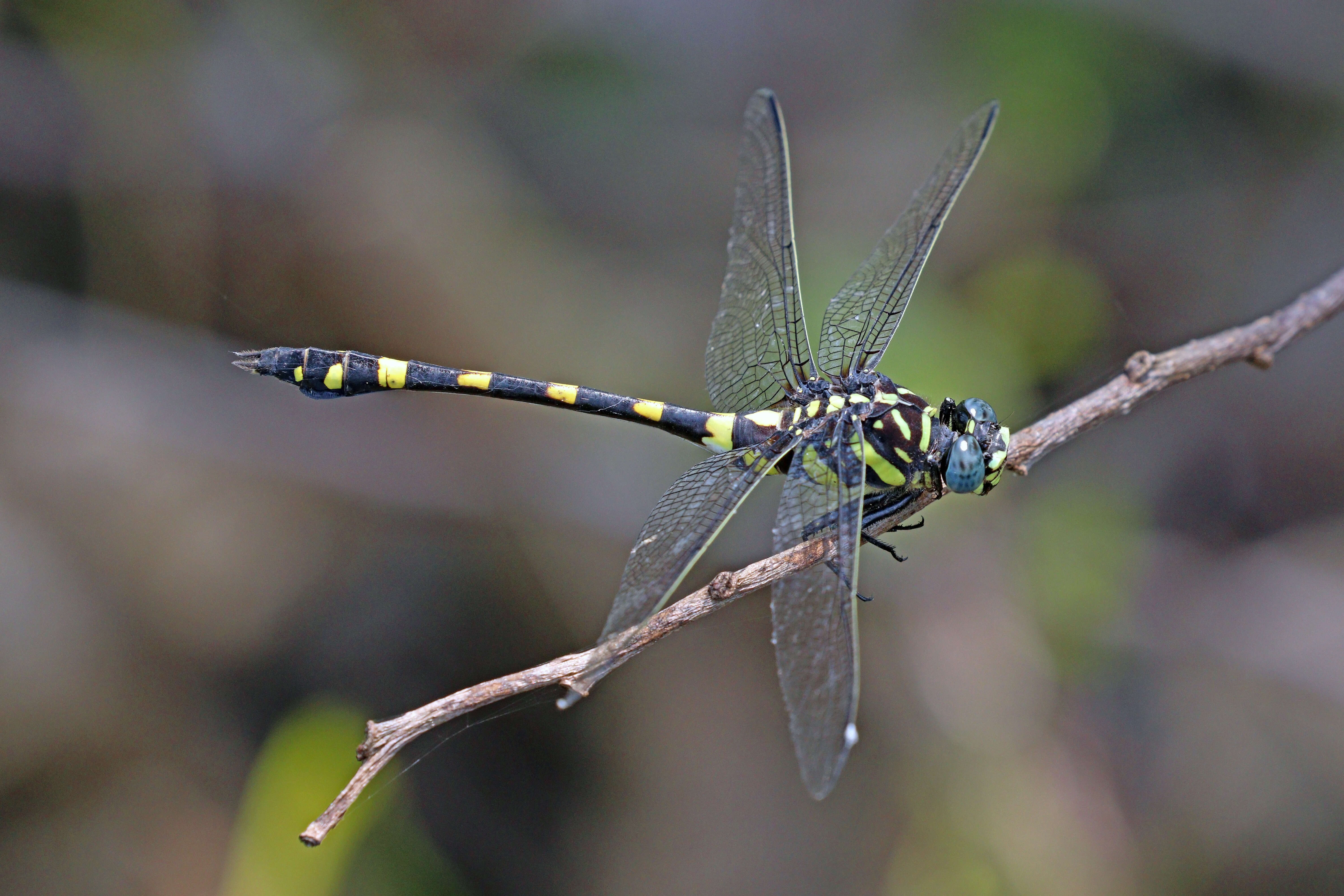 صورة Ictinogomphus rapax (Rambur 1842)