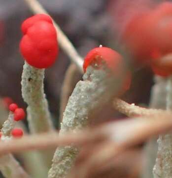 Image of Cladonia macilenta