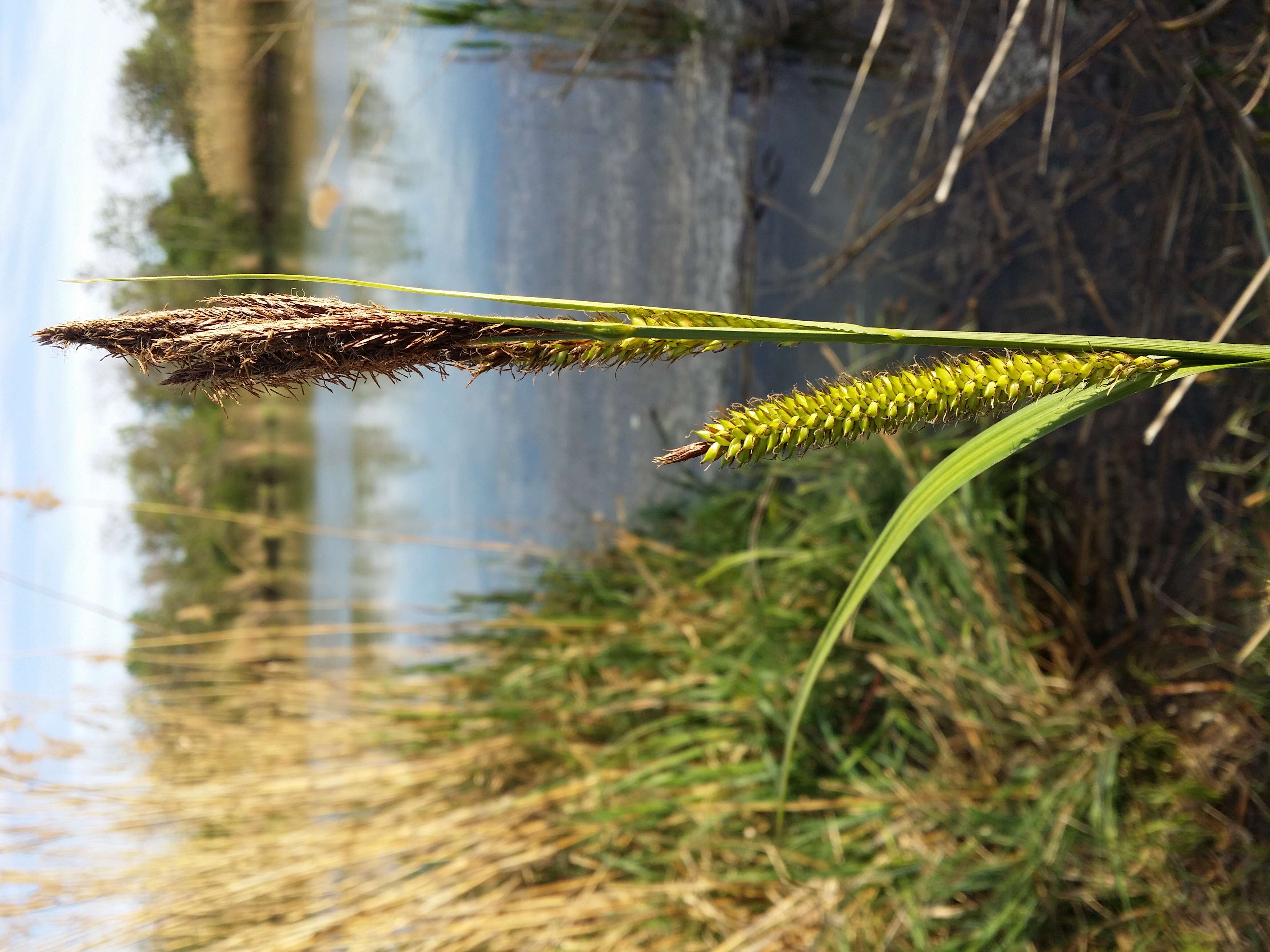 Image of Greater Pond-Sedge