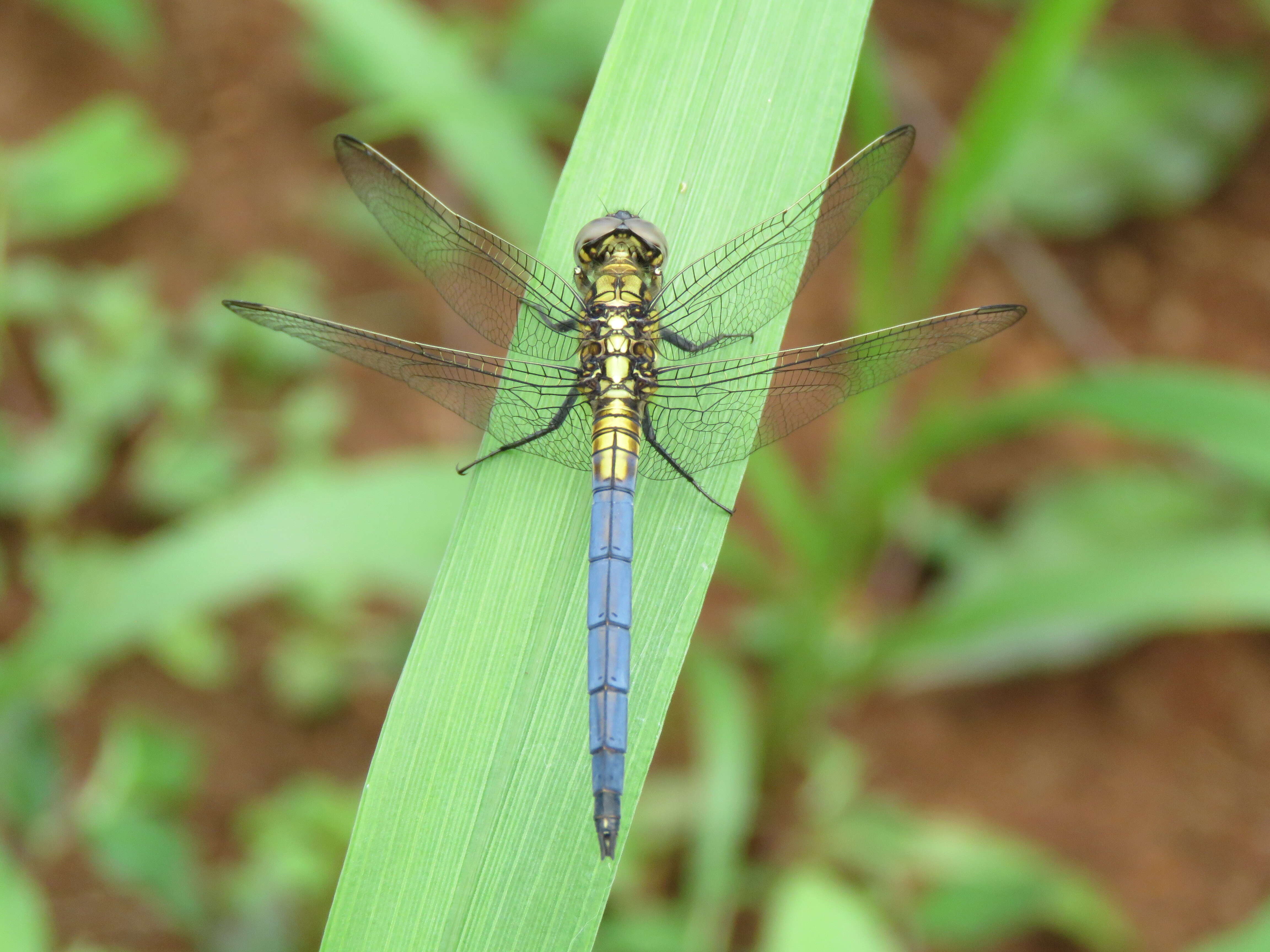 Image of Orthetrum luzonicum (Brauer 1868)