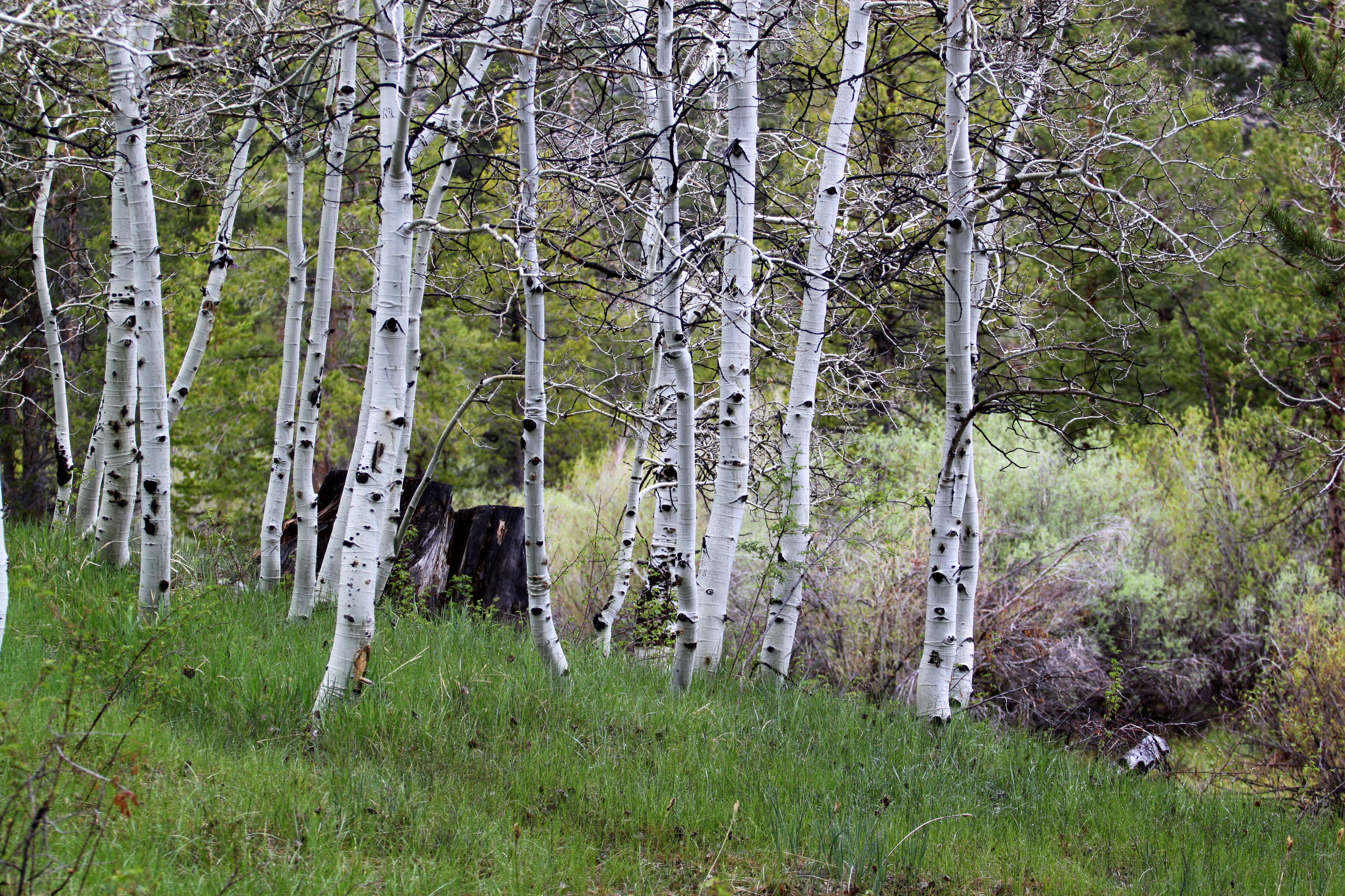 Image of quaking aspen