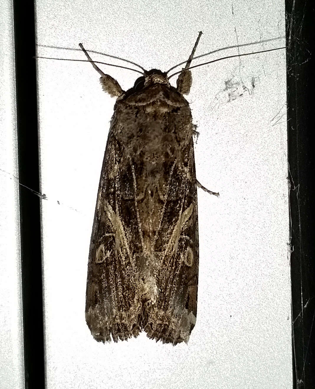 Image of Yellow-striped Armyworm Moth