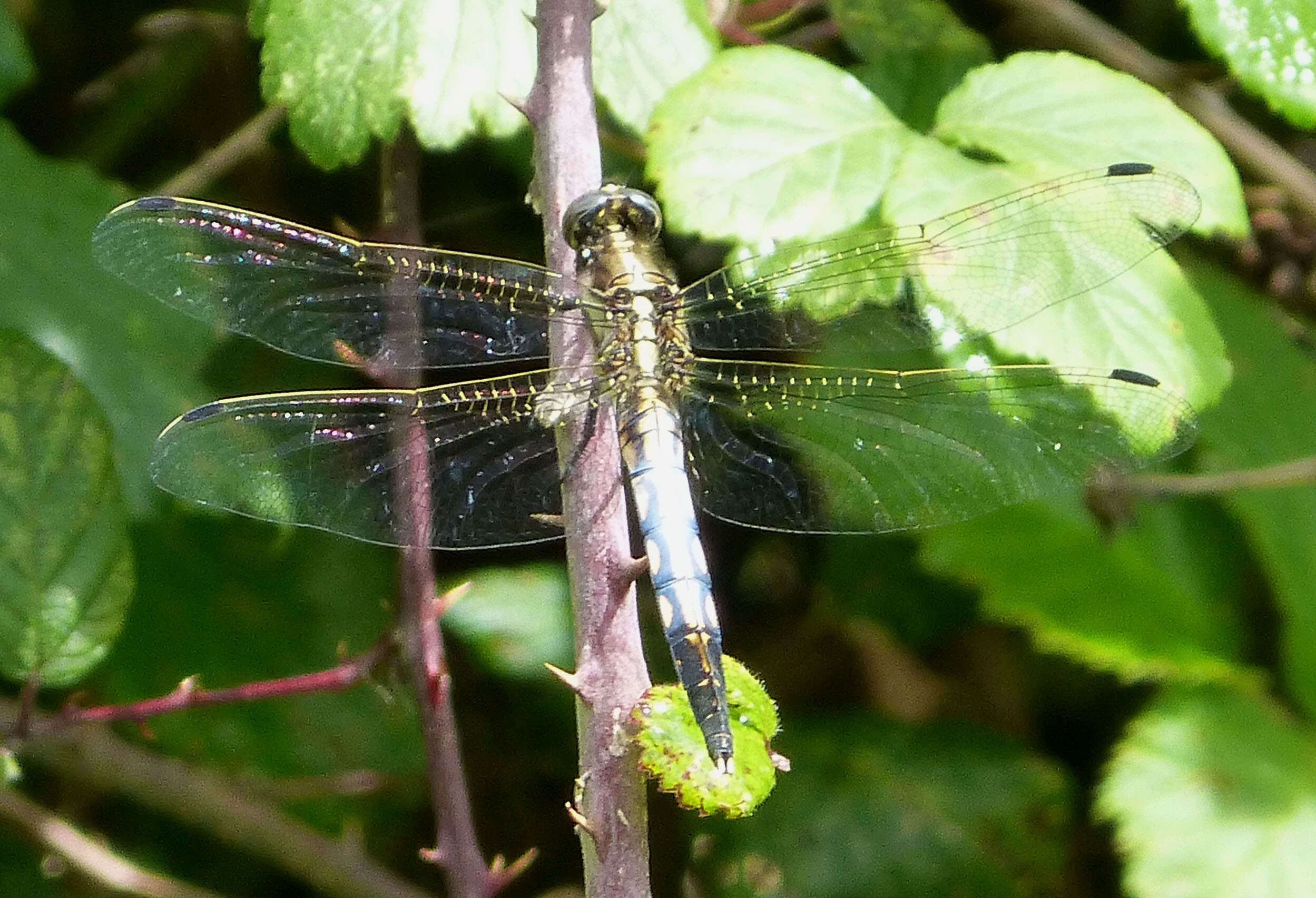 Sivun Orthetrum albistylum (Selys 1848) kuva