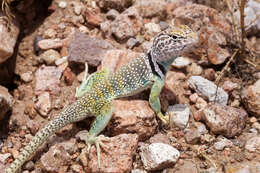 Image of Eastern Collared Lizard