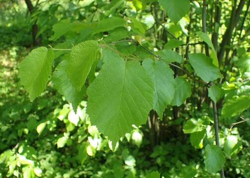 Image of American Hazel