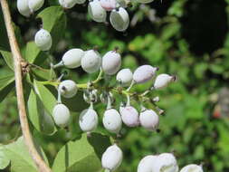 Image of Berberis aristata DC.