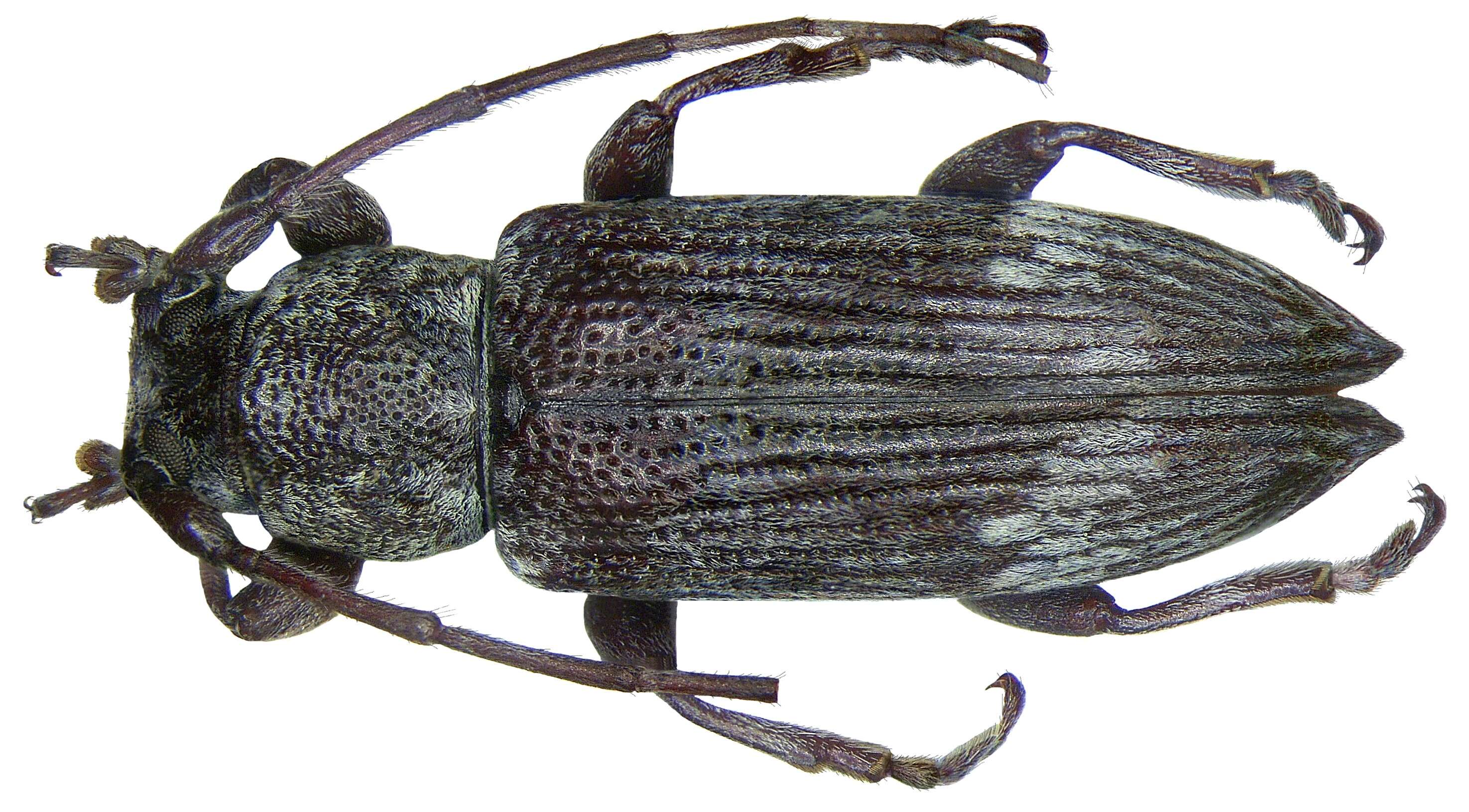 Plancia ëd Mycerinopsis striatopunctata (Breuning 1939)