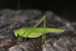 Image of sickle-bearing bush-cricket