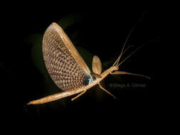 Image of striped walkingsticks