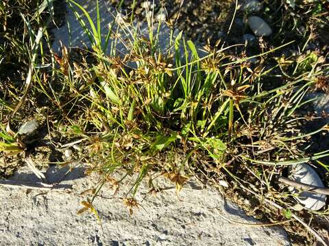 Image of Yellow Flat Sedge