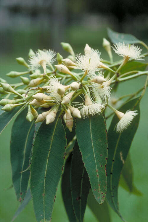 Eucalyptus pellita F. Müll. resmi