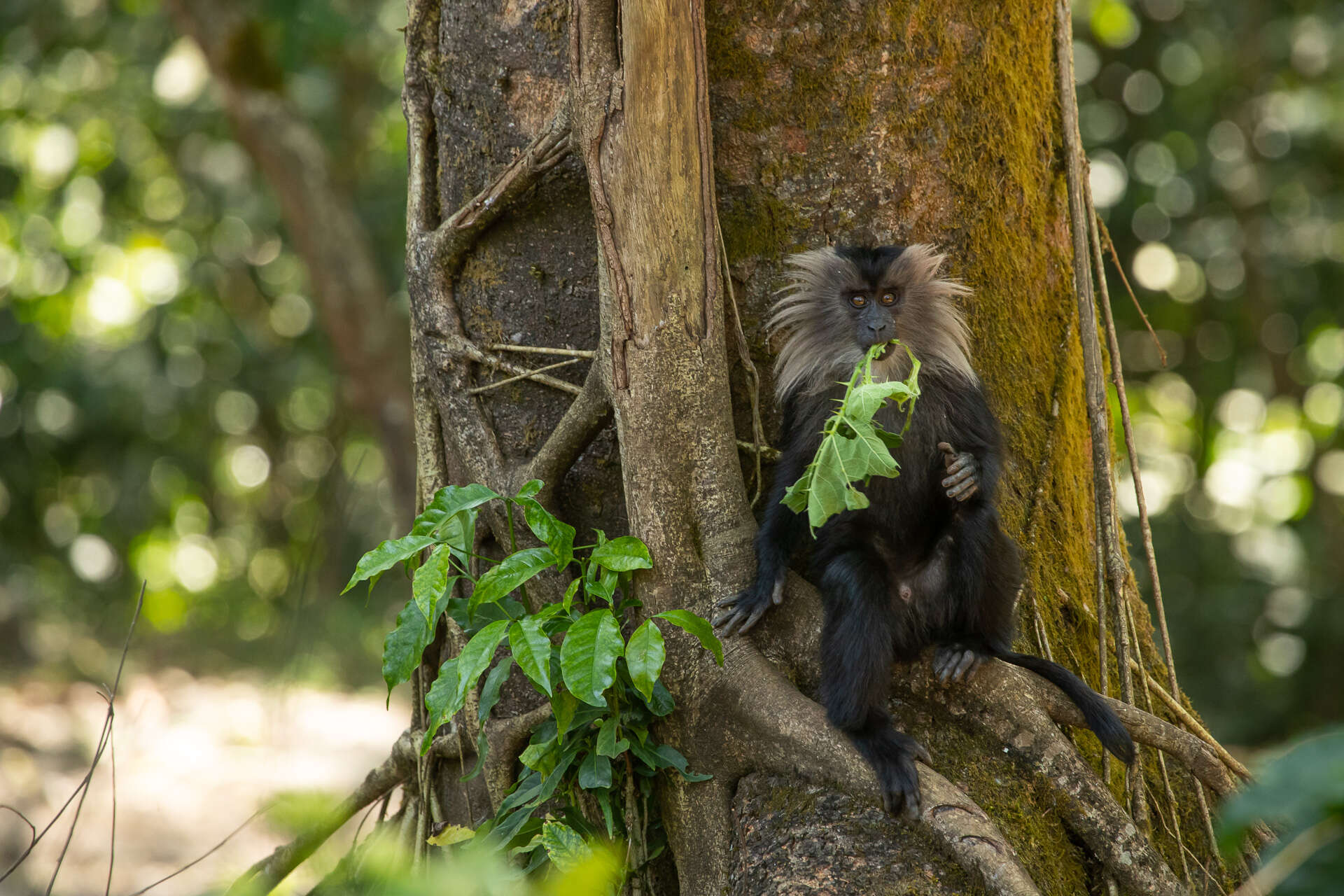 Image of Lion-tailed Macaque