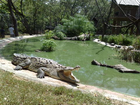 Image of crocodiles