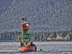 Image of northerns sea lions