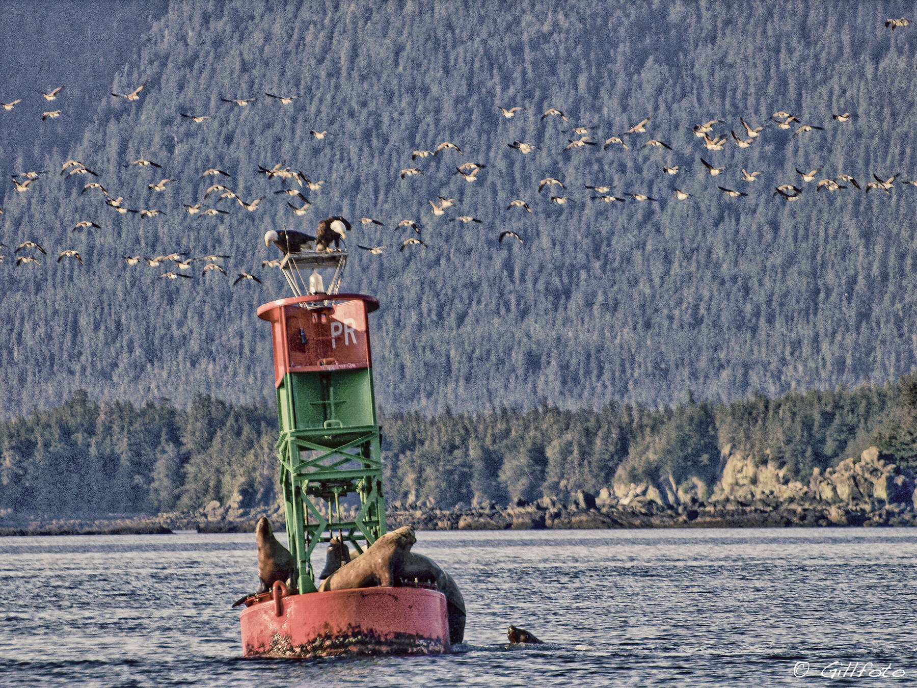 Image of northerns sea lions