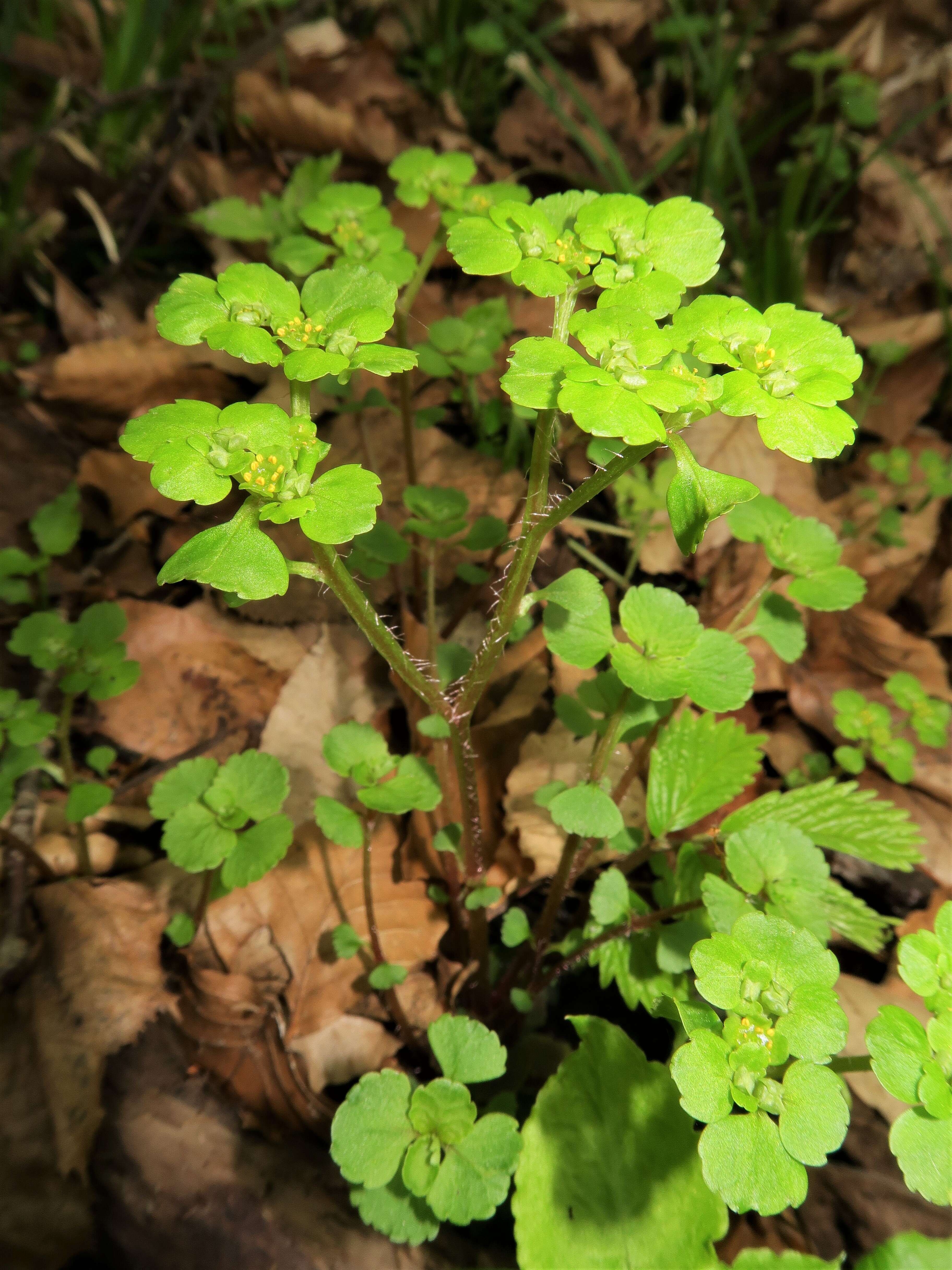 Plancia ëd Chrysosplenium