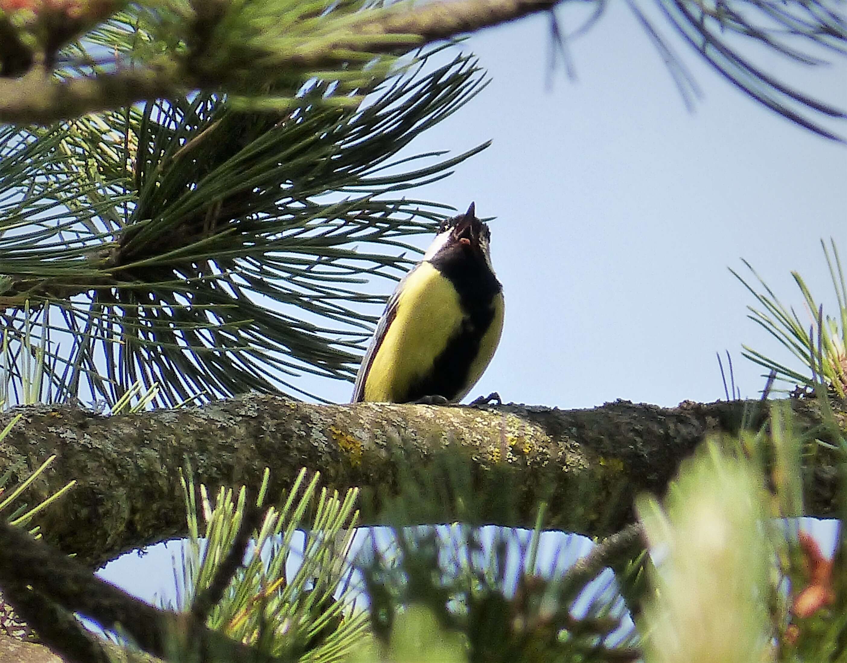 Image of Great Tit