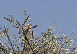 Image of Spanish Sparrow