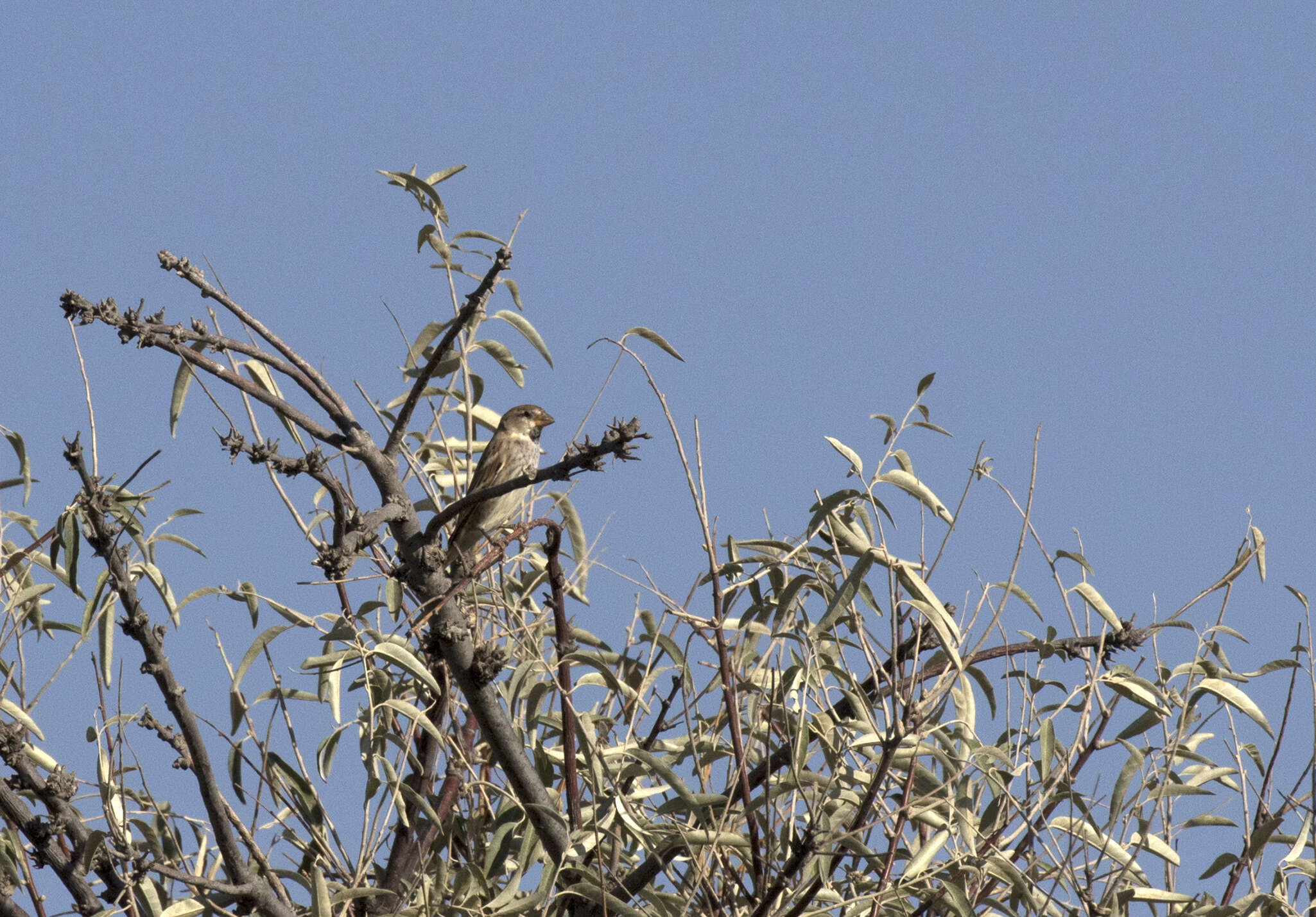 Image of Spanish Sparrow