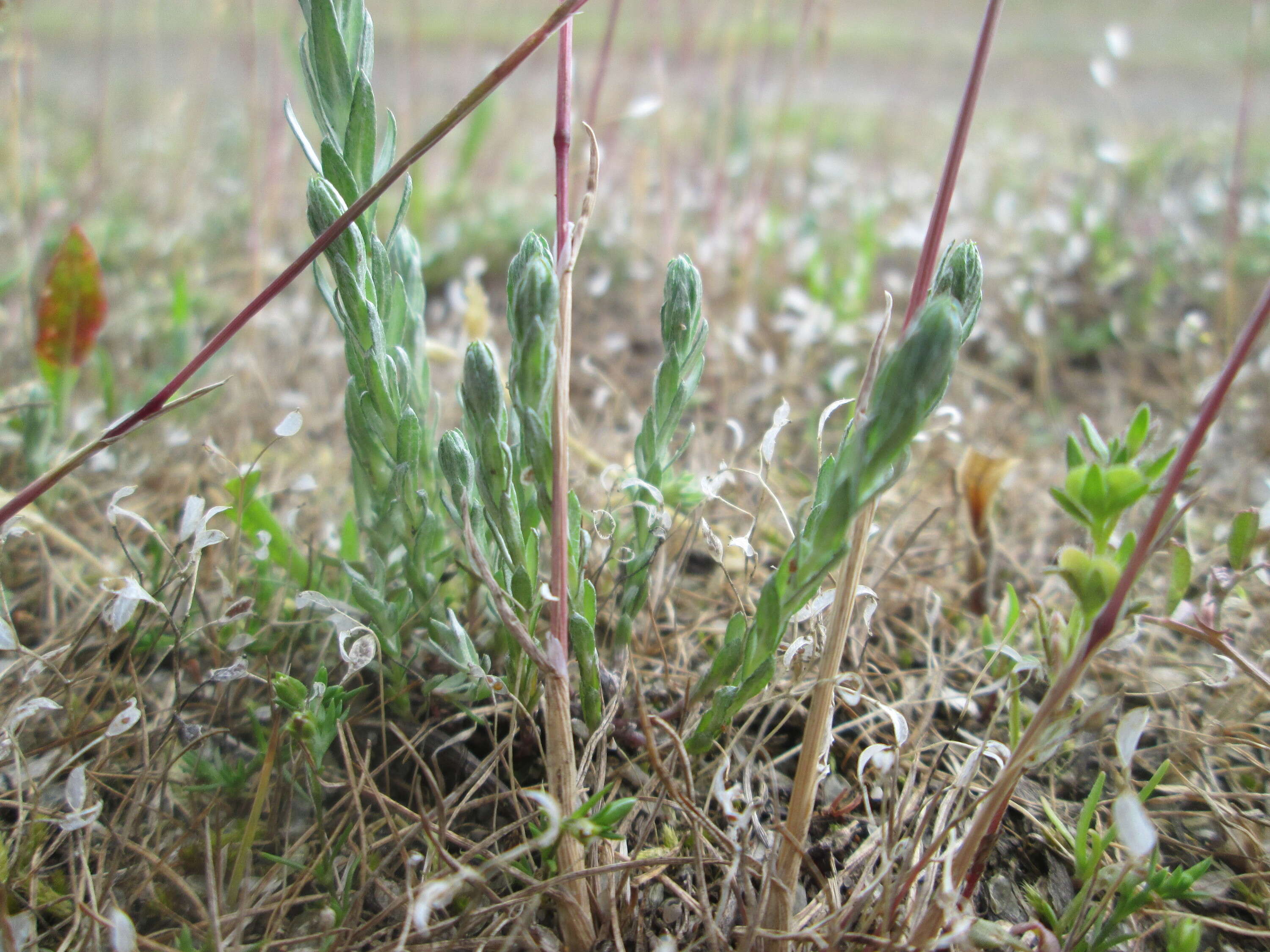 Image of field cudweed