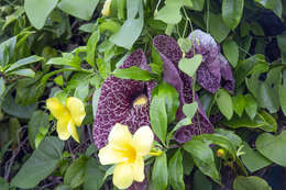 Image of Golden Trumpet or Buttercup Flower