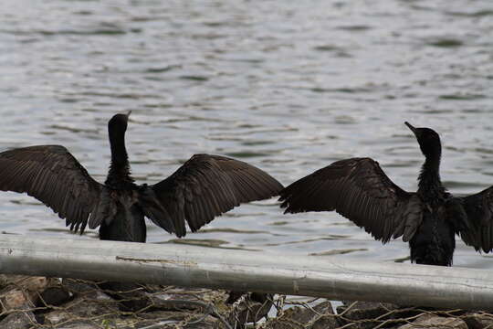 Image of Indian Cormorant