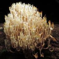 Image of Artomyces pyxidatus (Pers.) Jülich 1982