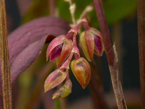 Image of Acianthera auriculata (Lindl.) Pridgeon & M. W. Chase