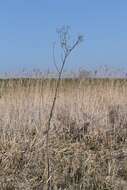 Image of marsh sow-thistle