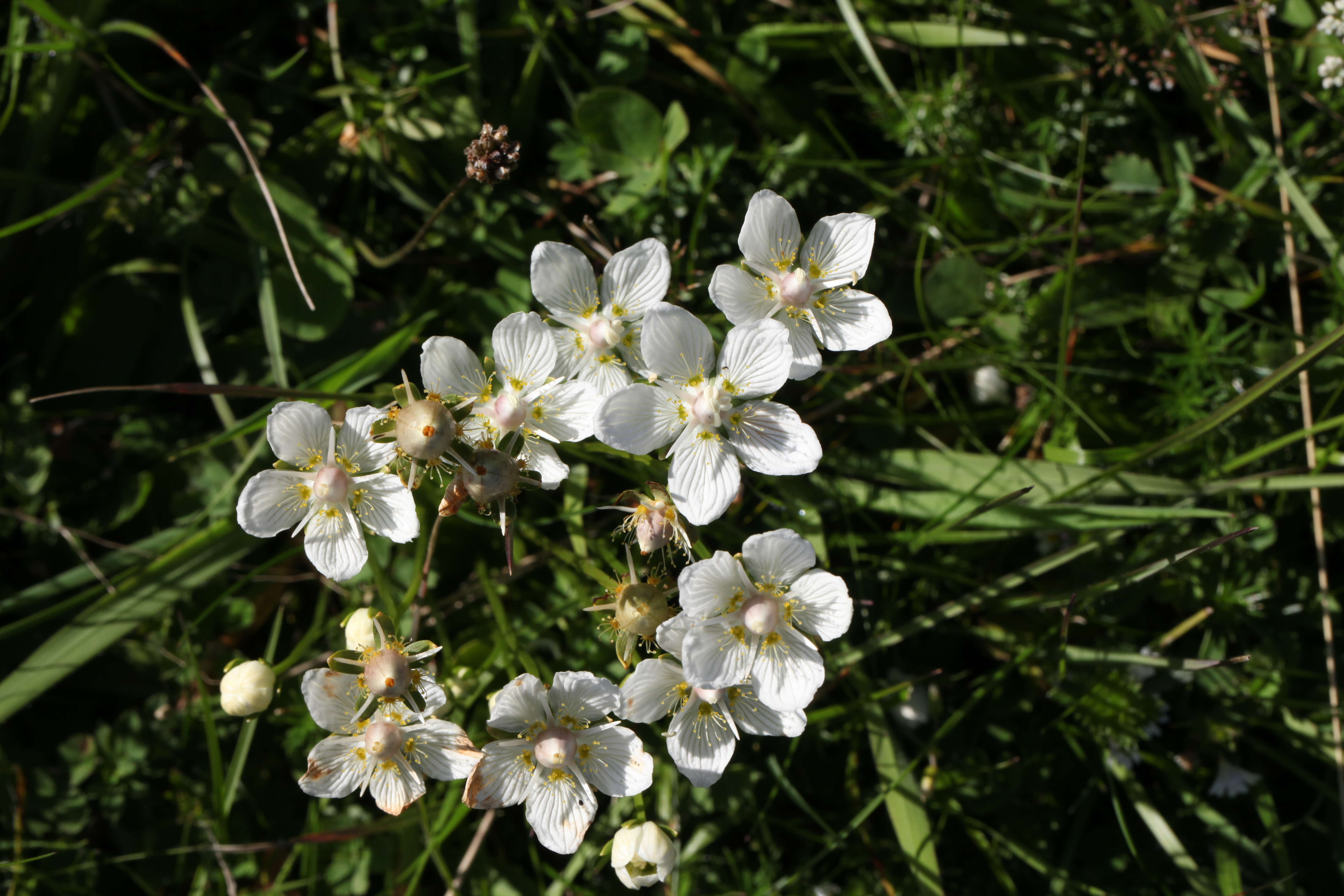 Image de Parnassie des Marais