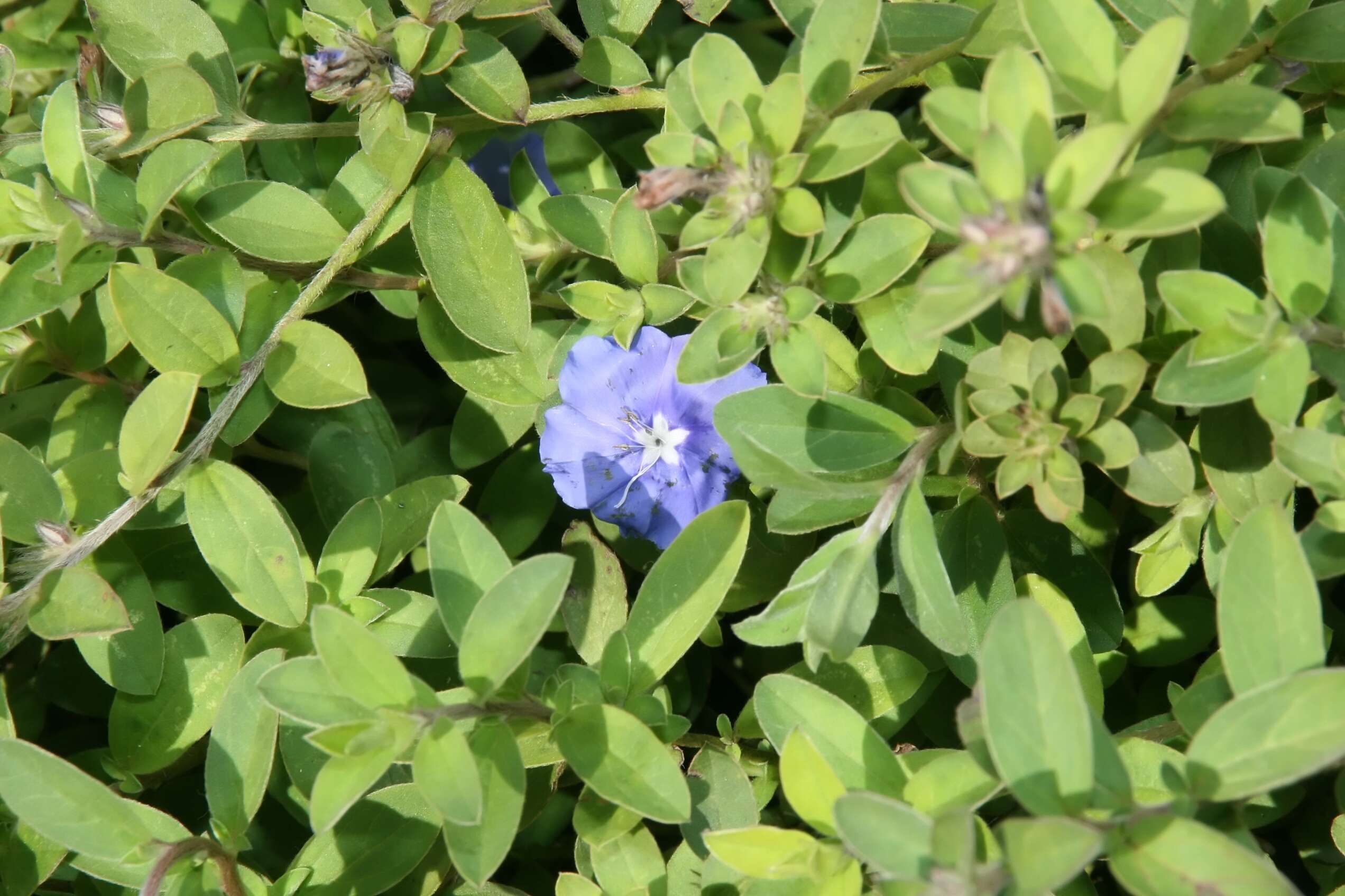 Image of Brazilian dwarf morning-glory