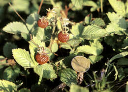 Image of woodland strawberry