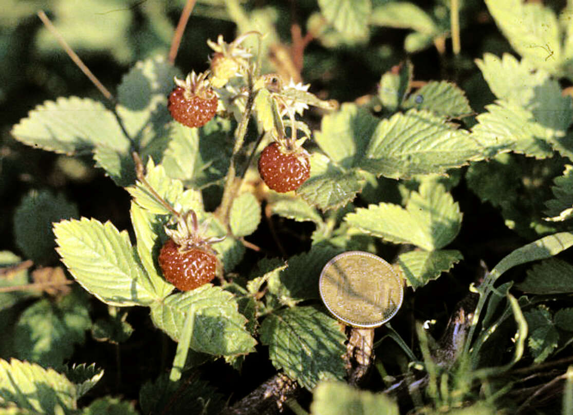 Image of woodland strawberry