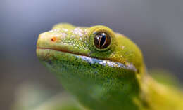 Image of Northland green gecko