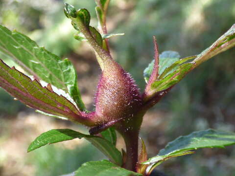 صورة Ageratina riparia (Regel) R. King & H. Rob.