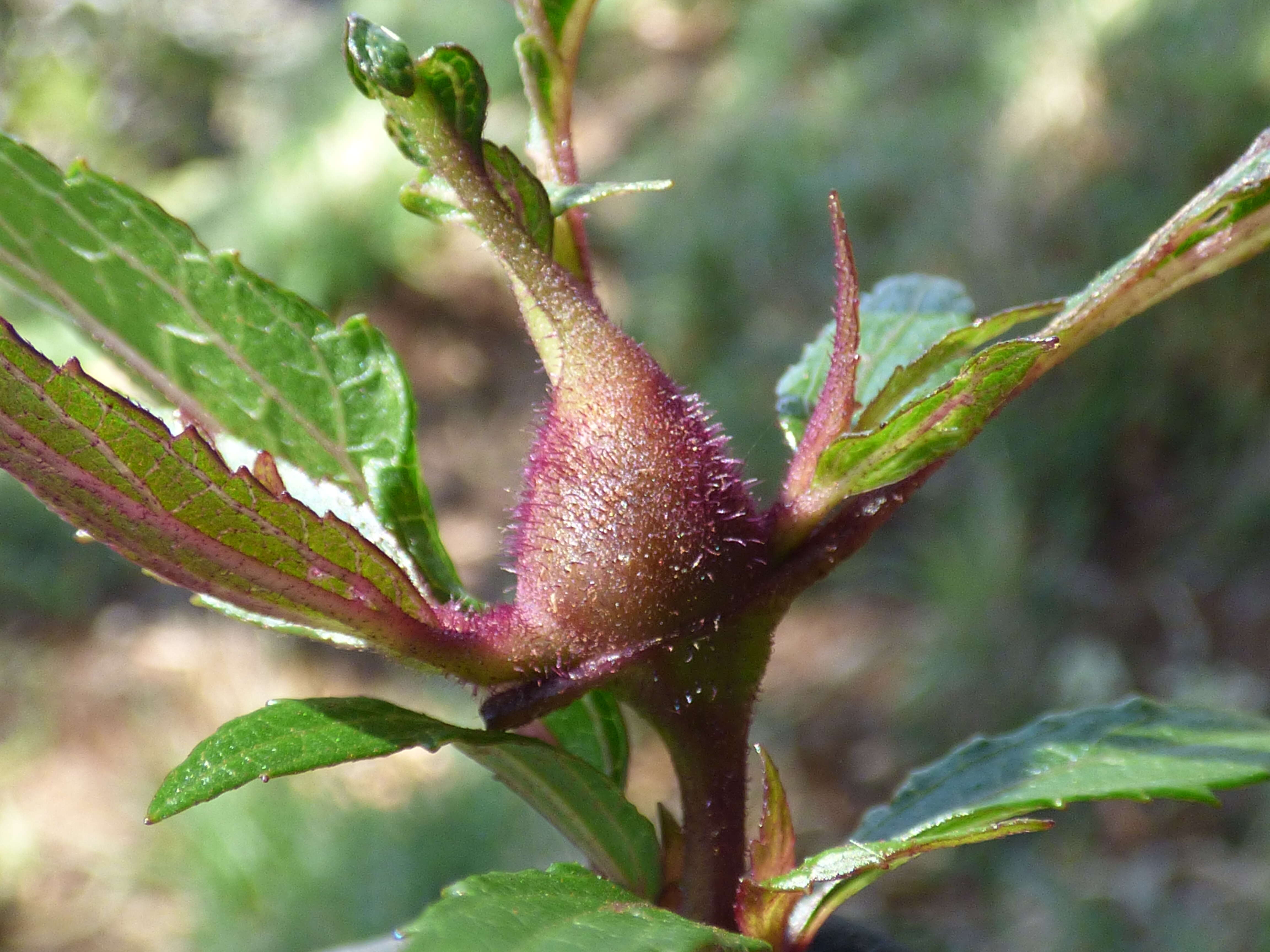 صورة Ageratina riparia (Regel) R. King & H. Rob.