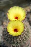 Image of Cactus